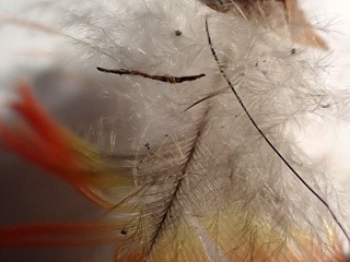 P4172604a
